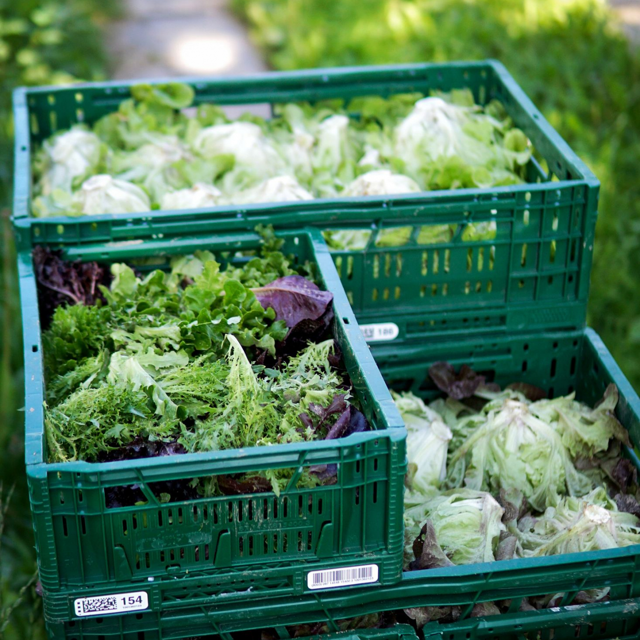 Salat Kisten