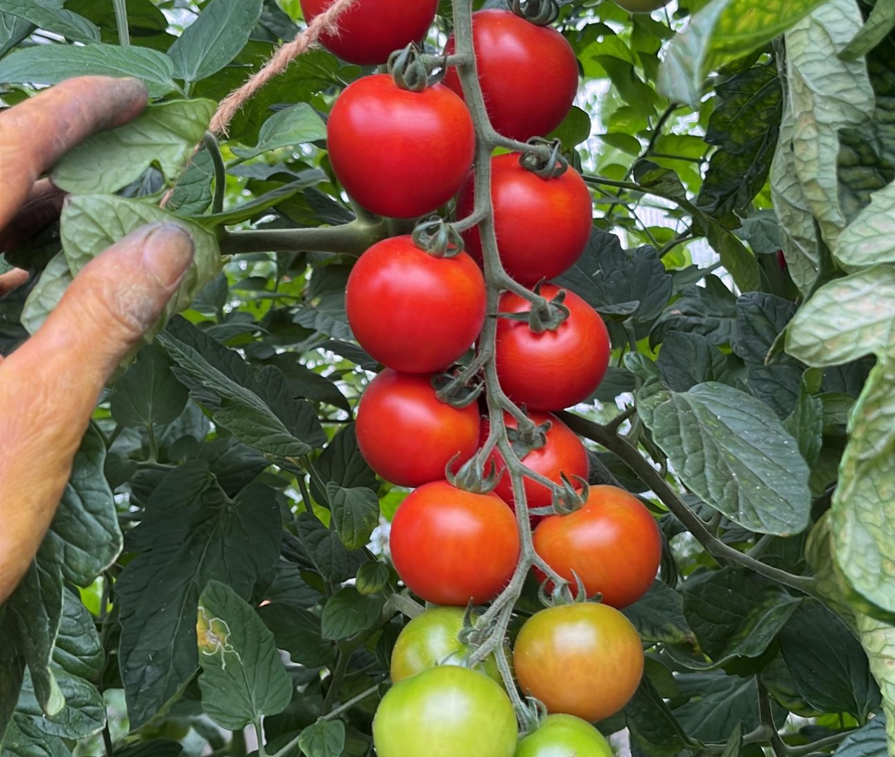 Tomaten am Strauch