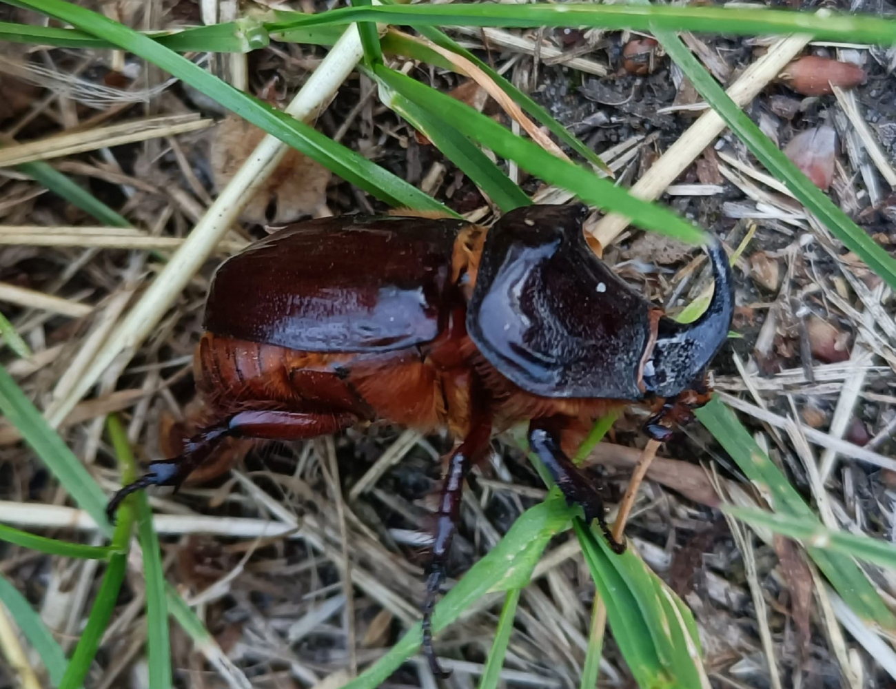 Käfer im Gestrüpp