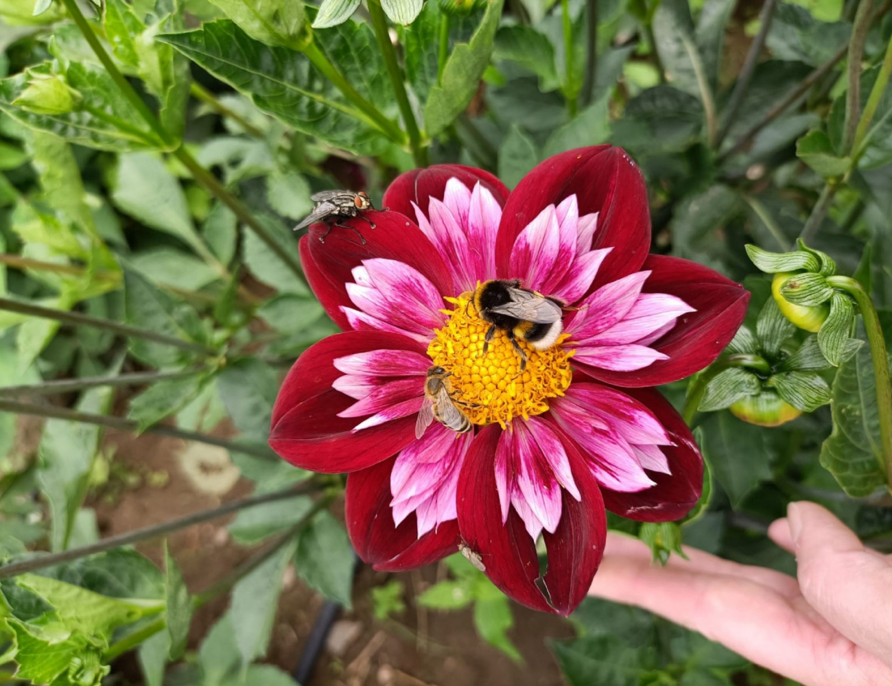 Hummel auf Blüte