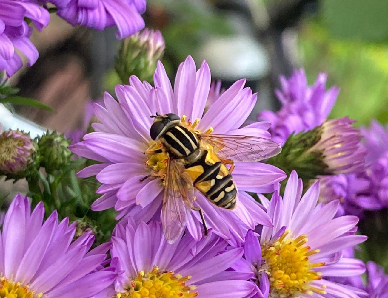 Schwebefliege auf pink gelber Blüte