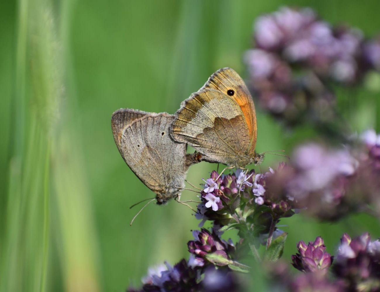 2 Schmetterlinge auf Pflanze