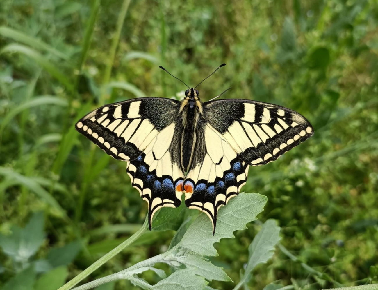 Schmetterling fliegt über das Feld