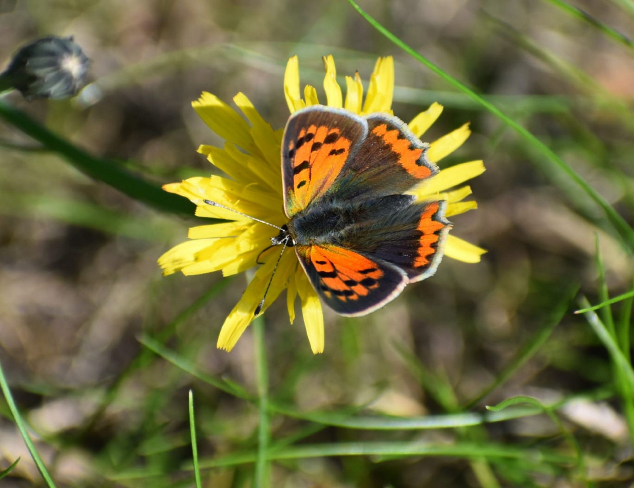 Falter auf gelber Blüte