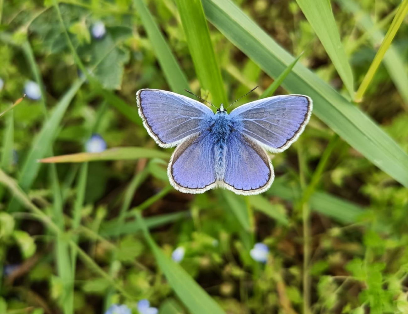 Lilaner Schmetterling fliegt über Pflanzen